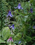 C. integrifolia&copy;K.Woolfenden