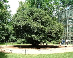 Very old Camellia