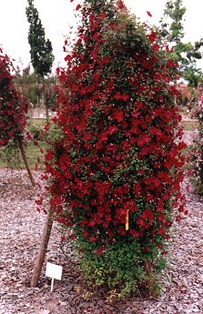 C. viticella 'Rubra'