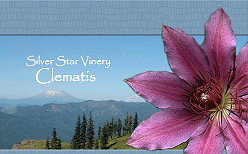 Silver Star Vinery-Clematis
