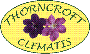 Thorncroft Clematis