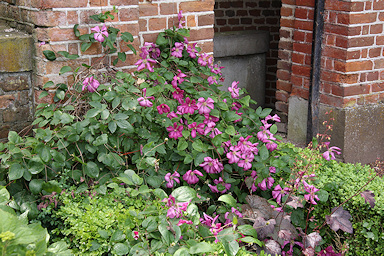 Clematis at Kasteel Hex&copy;Ken Woolfenden