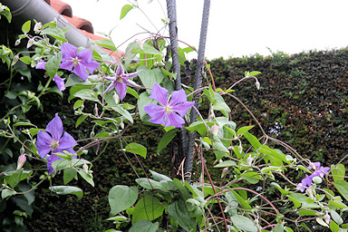 Garden without name