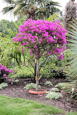 Garden of Annie and Frans Peeters