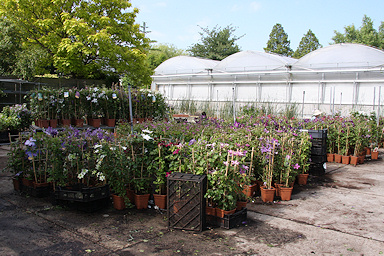 Jan van Zoest nursery