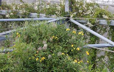 MFO Park Vertical Garden - C. tangutica
