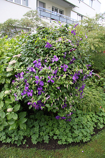 Garden of Mrs Kollegger - clematis