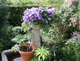 Garden of Mrs Kollegger - clematis