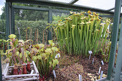 Bruglingen Botanic Garden - carnivorous plants