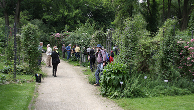 Bruglingen Botanic Garden - Clematis Collection
