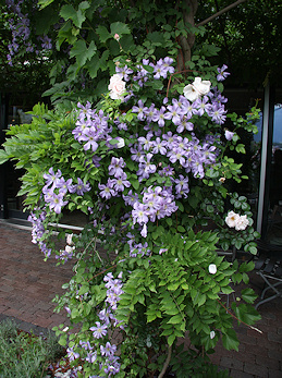 Contec AG Roof Garden - clematis