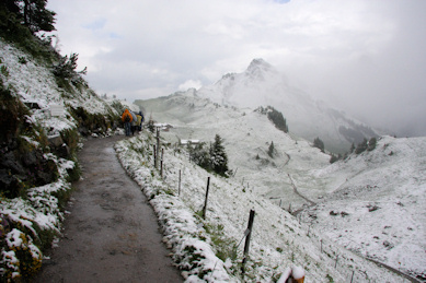 In the Schynige Platte Alpine Garden