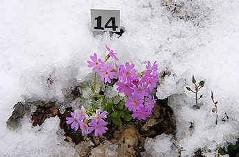 Primula farinosa in Schynige Platte Alpine Garden