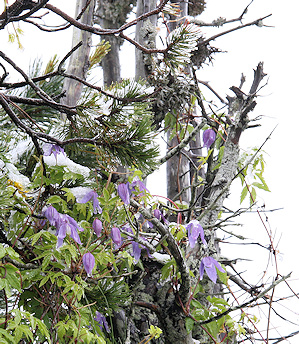 Clematis alpina in Schynige Platte Alpine Garden