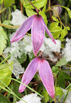 Clematis alpina in Schynige Platte Alpine Garden