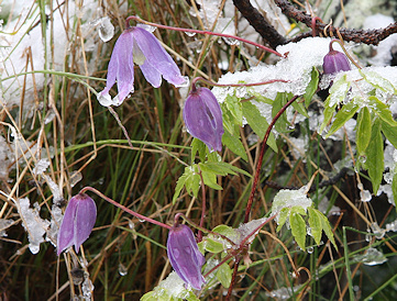 Clematis alpina in Schynige Platte Alpine Garden