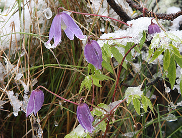 Clematis alpina in Schynige Platte Alpine Garden