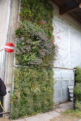 Vertical planting system - Baumschule Alfred Forster