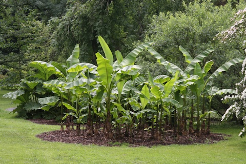 Palms in Hohenheim Park