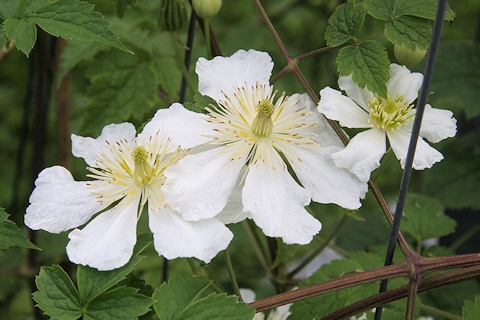 C. potaninii var. fargesii in Hohenheim Park