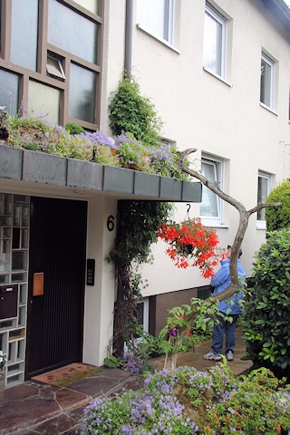 Clematis outside the house of Walter and Gisela Stabler