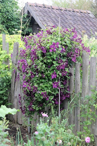 Gaissmayer Nursery Display Garden - clematis