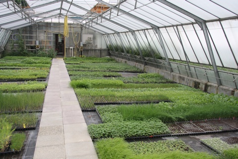 Gaissmayer Nursery - one of the glasshouses