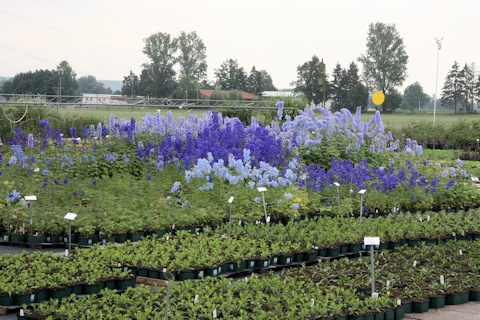 Gaissmayer Nursery - stock areas
