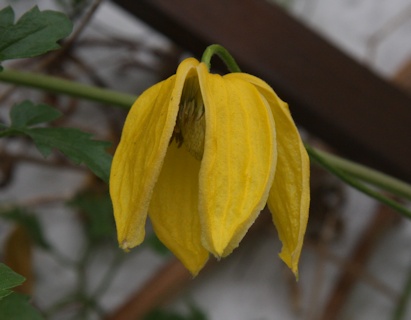Clematis 'Lambton Park' in the Schmid garden