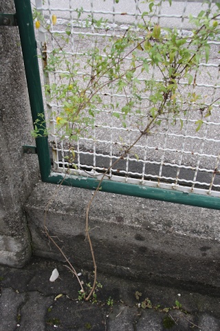 Self seeded Clematis 'Lambton Park'