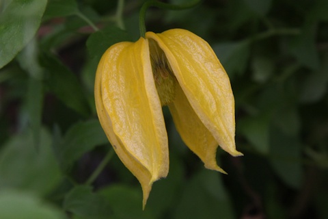 C. 'Aureolin' in the Schmid garden