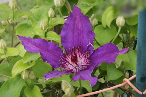 C. 'Maria Louise Jensen' in the Schmid garden
