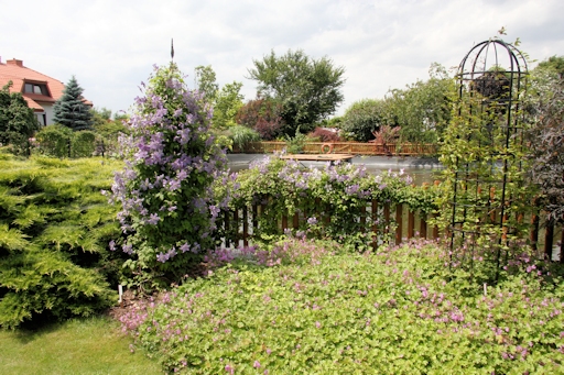 Clematis in the garden at the nursery&copy;Ken Woolfenden