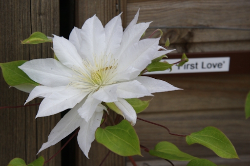 C. 'First Love'&copy;Ken Woolfenden