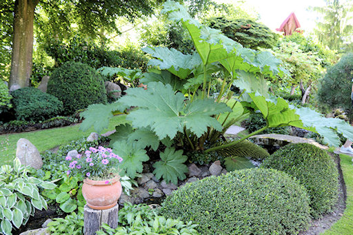 Large Gunnera to greet you as you enter&copy;Ken Woolfenden