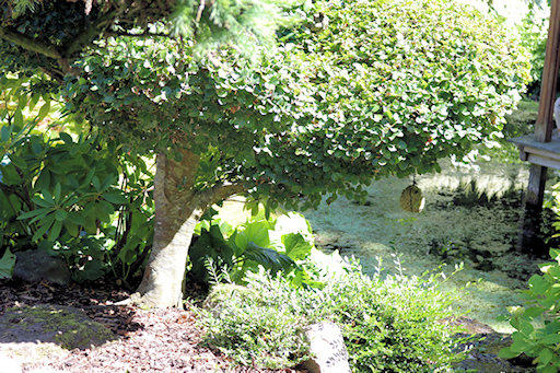 Trained tree - note the stone weight hanging from a bough on the right hand side&copy;Ken Woolfenden
