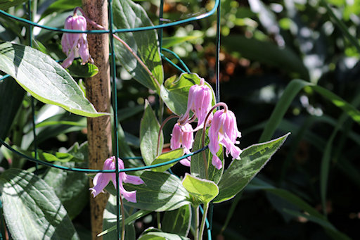 C. integrifolia 'Pastel Pink'&copy;Ken Woolfenden