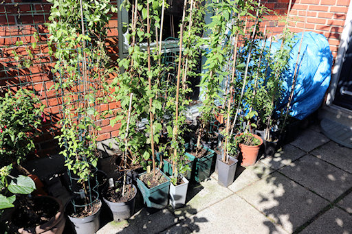 I believe this is the Clematis nursery&copy;Ken Woolfenden