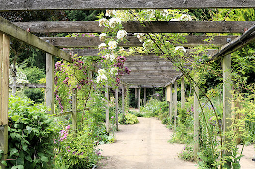 Pergola with roses and some clematis&copy;Ken Woolfenden