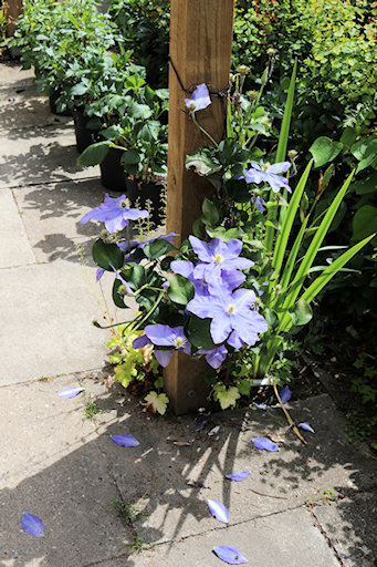 C. 'Fujimusumi'&copy;Ken Woolfenden