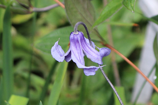 C. integrifolia 'Ozawa's Blue'&copy;Ken Woolfenden