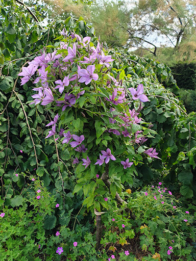 A lovely mature late flowering clematis, perhaps C. 'Margaret Hunt'&copy;Fiona Woolfenden