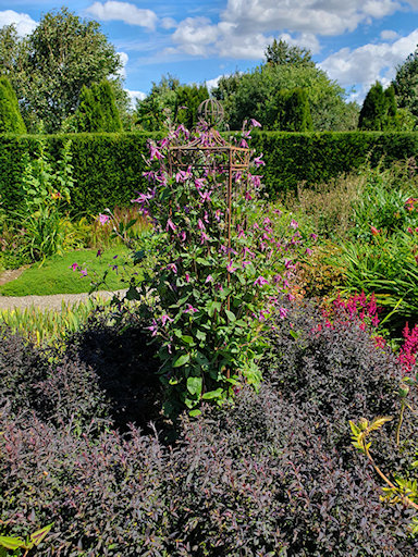 Using a pink small-flowered clematis with perennials of similar leaf and flower colour&copy;Fiona Woolfenden