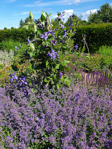Using C. &times; durandii with perennials of similar flower colour shades&copy;Fiona Woolfenden