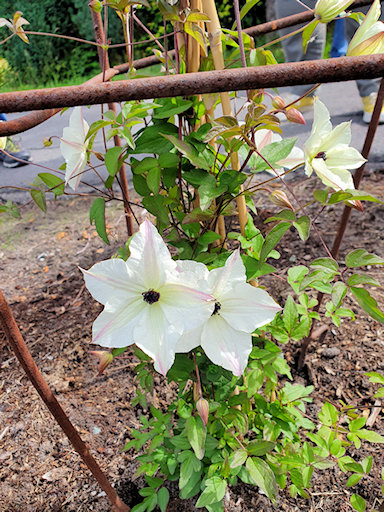 C. 'Sunny Side' in flower in small display area&copy;Fiona Woolfenden