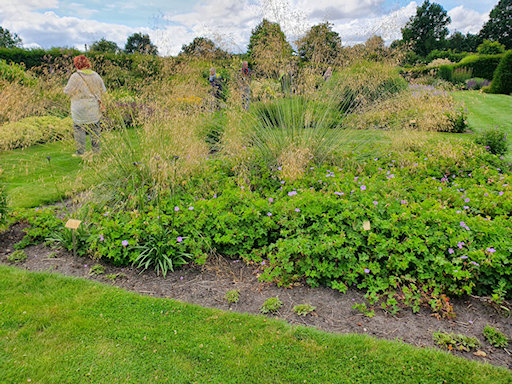 Grasses and Geranium ROZANNE&copy;Fiona Woolfenden