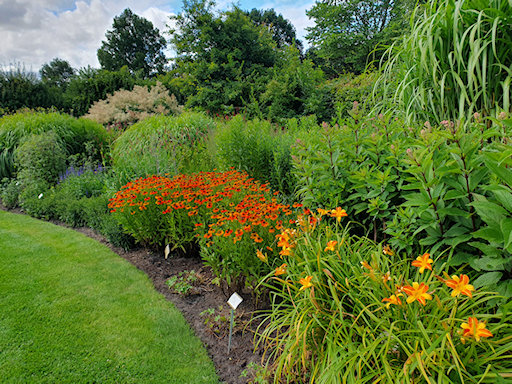 Red flowers of Heleniums and orange flowers of Hemerocallis or Day Lilies&copy;Fiona Woolfenden