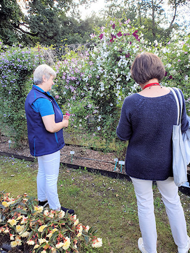 Sabine Westphal discussing the clematis on the perimeter fence&copy;Fiona Woolfenden