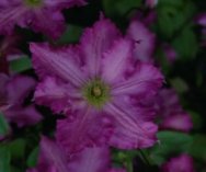 Clematis Tentel