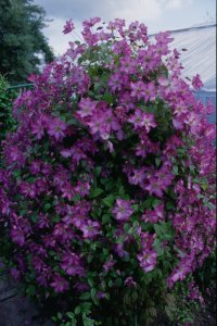 Clematis Tentel